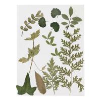 Creativ Company Gedroogde bloemen en bladeren, groen, 1 doos - thumbnail