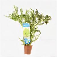 Hygrophila difformis - 10 stuks - aquarium plant - thumbnail