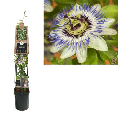 Passiebloem Passiflora Caerulea 120 cm klimplant Passiebloem Passiflora Caerulea 120 cm klimplant