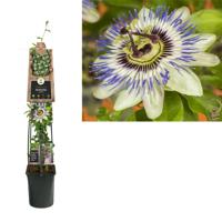 Passiebloem Passiflora Caerulea 120 cm klimplant - thumbnail