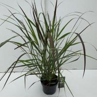Vingergras (Panicum virgatum "Squaw") siergras - In 3 liter pot - 1 stuks - thumbnail