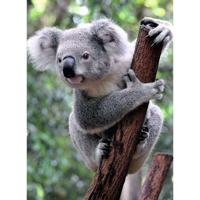 Ravensburger Puzzel Panda en Koala 2x500 Stukjes - thumbnail