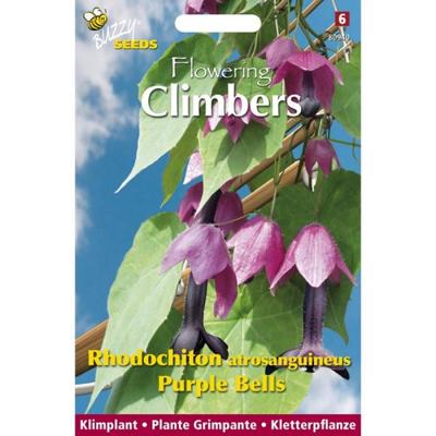 Zaden Flowering Climbers Rhodochiton Purple Bells Buzzy - Buzzy
