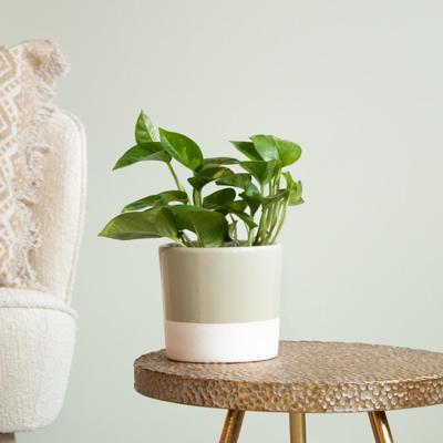 Epipremnum Pinnatum Global Green - P12 Epipremnum Pinnatum Global Green - P12