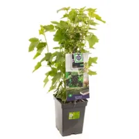 Zwarte bes (ribes nigrum) fruitplanten - In 5 liter pot - 1 stuks - thumbnail