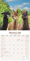 Alpaca Kalender 2026 - thumbnail