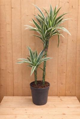Drakenbloedboom Dracaena Fragrans Jade Jewel/Groen-wit H60-80 cm potmaat 19 cm 2 stammen kamerplant Warentuin Natuurlijk - Warentuin natuurlijk