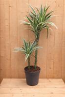 Drakenbloedboom Dracaena Fragrans Jade Jewel/Groen-wit H60-80 cm potmaat 19 cm 2 stammen kamerplant Warentuin Natuurlijk - Warentuin natuurlijk - thumbnail