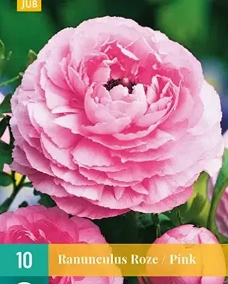 Ranunculus Roze Bloembol JUB 10 bollen - Jub