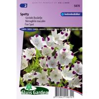 Nemophila Maculata zaden Spotty Bosliefje - thumbnail