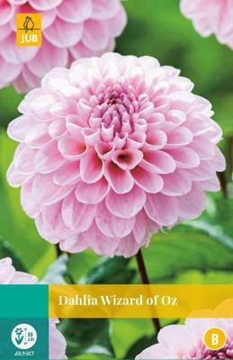 Dahlia wizard of oz bloembol 1 stuk Dahlia JUB - Jub Dahlia wizard of oz bloembol 1 stuk Dahlia JUB - Jub