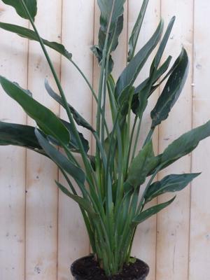 Paradijsvogelbloem Strelitzia Nicolai potmaat 26 cm H160-180 cm (kan in de zomer buiten) Warentuin Natuurlijk - Warentuin natuurlijk