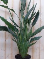 Paradijsvogelbloem Strelitzia Nicolai potmaat 26 cm H160-180 cm (kan in de zomer buiten) Warentuin Natuurlijk - Warentuin natuurlijk - thumbnail