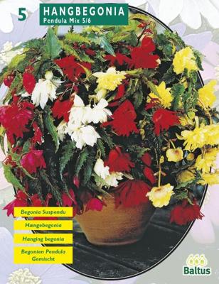 Zomer Bloembollen Begonia Pendula, Mix per 5 Baltus - Baltus