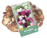 Bloembollen Tulipa Pastel Mix 35st - thumbnail