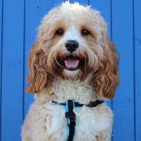 Animology Dogs Body Shampoo - thumbnail