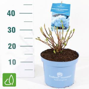 Hydrangea Macrophylla "Endless Summer Blue"® boerenhortensia Hydrangea Macrophylla "Endless Summer Blue"® boerenhortensia