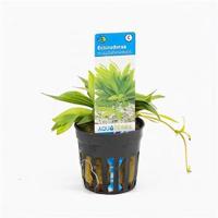 Echinodorus magdalenensis - 6 stuks - aquarium plant - thumbnail