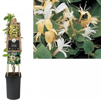 Japanse kamperfoelie (Lonicera Japonica "Hall's Prolific") klimplant