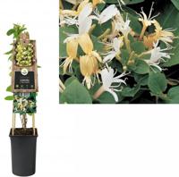 Japanse kamperfoelie (Lonicera Japonica "Hall's Prolific") klimplant - thumbnail