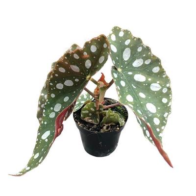 Mini Begonia Maculata (stippenplant) - P 6 cm