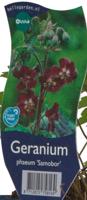 Geranium phaeum Samobor vaste plant Griffioen - Griffioen - thumbnail