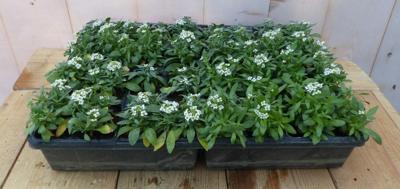 Lobularia Sneeuwkleed witte bloempetjes per bak a 24 stuks Zilverschildzaad Warentuin Natuurlijk - Warentuin natuurlijk