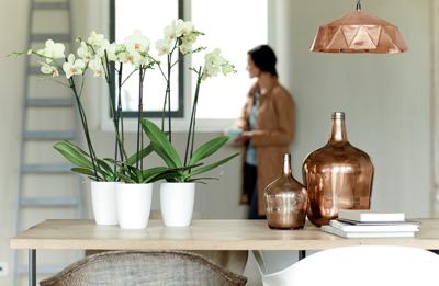 Elho brussels diamond orchideeën pot hoog 12,5 cm wit