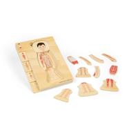 Bigjigs houten anatomiepuzzel - jongen, 26st. - thumbnail
