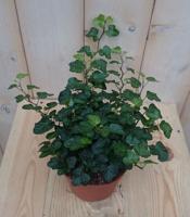 3 stuks! Hedera klimop groen Warentuin Natuurlijk - Warentuin natuurlijk - thumbnail