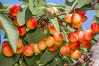 Kersenboom 'Bigarreau Napoleon' - thumbnail