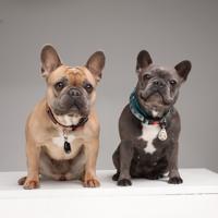 Tickless Pet minimaal 6 maanden bescherming Roze - thumbnail