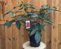 Rhododendron Markeetas Prize groenblijvende heester rododendron met rode bloemen ca. 60-70cm incl. pot Warentuin Natuurlijk - Warentuin natuurlijk - thumbnail