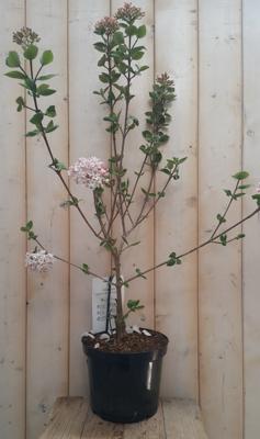 Sneeuwbal Viburnum 60 cm Warentuin Natuurlijk - Warentuin natuurlijk