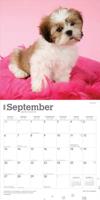 Shih Tzu Puppies Kalender 2026 - thumbnail