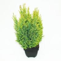 Schijncipres (Chamaecyparis lawsoniana "Ellwoodii Empire") conifeer - thumbnail
