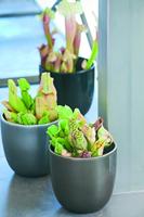 Mica Decorations tusca pot groen 25x23cm - thumbnail