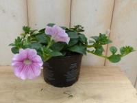 3 stuks! Petunia roze Warentuin Natuurlijk - Warentuin natuurlijk - thumbnail