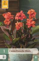Canna panache black - thumbnail