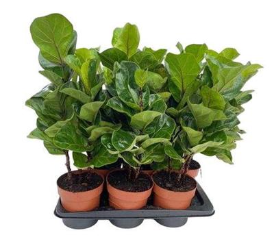 Ficus Tibaco - Bambino Potmaat 17 H60-70 kamerplant Beautanic Lifestyle - Beautanic lifestyle Ficus Tibaco - Bambino Potmaat 17 H60-70 kamerplant Beautanic Lifestyle - Beautanic lifestyle