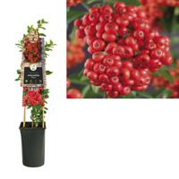 Vuurdoorn (Pyracantha "Mohave") klimplant - thumbnail