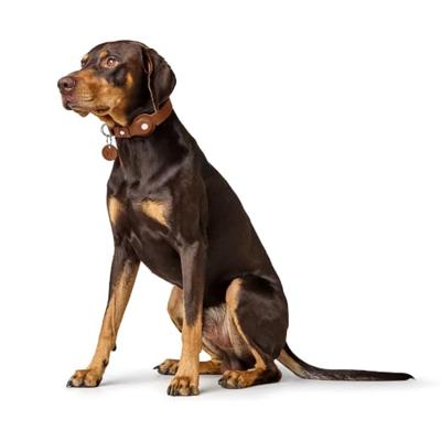 HUNTER Hondenhalsband met Apple AirTag-houder Viborg, cognac, Maat: 60