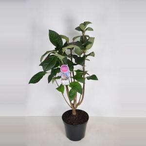 Sering (syringa villosae "Telimena") - 90-120 cm - 1 stuks Sering (syringa villosae "Telimena") - 90-120 cm - 1 stuks