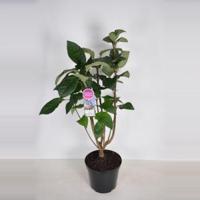 Sering (syringa villosae "Telimena") - 90-120 cm - 1 stuks - thumbnail