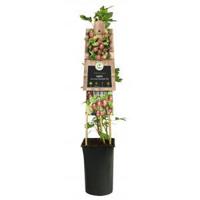 Vijg Ficus Carica Brown Turkey L 120 cm klimplant - thumbnail