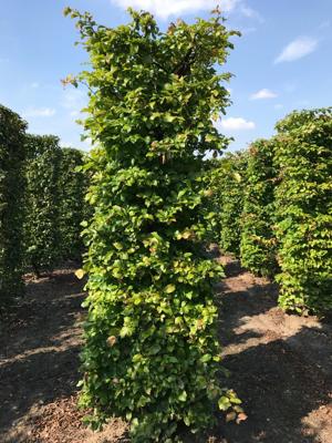 Kant & klaar haag Parrotia persica vanessa blokhaag H250 x B80 x L80 cm Persisch ijzerhout Quickhedge - Quickhedge