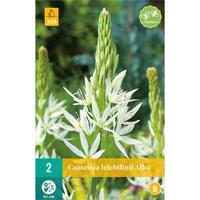 Camassia leichtlinii alba 2 bollen - thumbnail