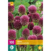 Allium sphaerocephalon 100 bollen - thumbnail