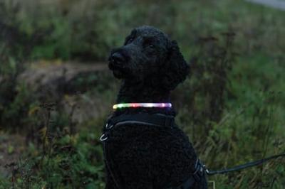 TRIXIE LICHTGEVENDE HALSBAND HOND USB SILICONEN OPLAADBAAR MEERKLEURIG