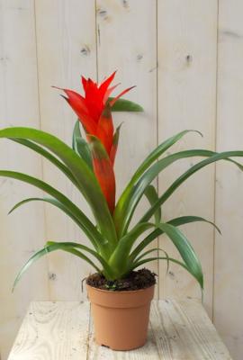 Bromelia rood 30 cm Warentuin Natuurlijk - Warentuin natuurlijk